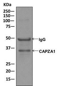 Immunoprecipitation of CAPZA1 from HepG2 cell lysate using ab175233 at 1/10.