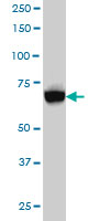 ACSL5 antibody (ab57210) at 1ug/lane + HepG2 cell lysate at 25ug/lane.