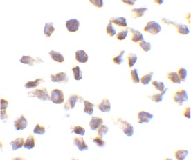 ab21301 at 10µg/ml staining CARD12 in THP-1 cells by ICC/IF