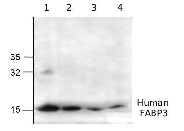 All lanes : Anti-Cardiac FABP antibody (ab63878) at 1 µgLane 1 : Recombinant human FABP3 at 0.01 µgLane 2 : Recombinant human FABP3 at 0.05 µgLane 3 : Recombinant human FABP3 at 0.25 µgLane 4 : Recombinant human FABP3 at 1 µgObserved band size : 15 kDa (why is the actual band size different from the predicted?)