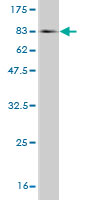 Western blot against tagged recombinant protein immunogen using ab54686 Casein Kinase 1 gamma 2 antibody at 1ug/ml.