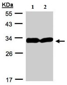 All lanes : Anti-14-3-3 sigma antibody (ab137502) at 1/500 dilutionLane 1 : A431 whole cell lysateLane 2 : H1299 whole cell lysateLysates/proteins at 30 µg per lane.
