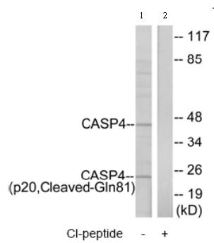 All lanes : Anti-Caspase 4 antibody (ab75182) at 1/500 dilutionLane 1 : extracts from Jurkat cellsLane 2 : extracts from Jurkat cells with immunising peptide at 10 µgLysates/proteins at 30 µg per lane.