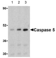 Lane 1 :  Anti-Caspase 5 antibody (ab62401) at 1/0.5 dilutionLane 2 :  Anti-Caspase 5 antibody (ab62401) at 1/1 dilutionLane 3 :  Anti-Caspase 5 antibody (ab62401) at 1/2 dilutionLane 1 : Ramos cellsLane 2 : Ramos cellsLane 3 : Ramos cells