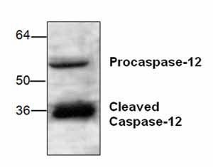 Anti-Caspase-12 antibody (ab18766) + Rat kidney tissue lysate