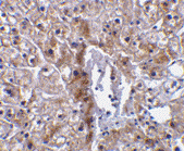ab62463, at 10 µg/ml, staining Caspase-12 in human liver tissue by immunohistochemistry using paraffin-embedded tissue.