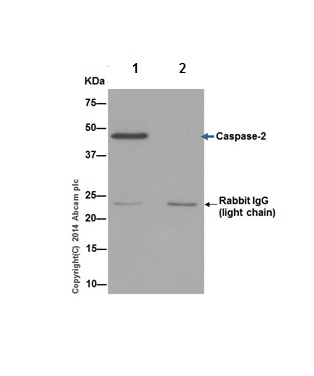 Caspase-2 was immunoprecipitated from 1mg of HeLa (Human epithelial cells from cervix adenocarcinoma) whole cell extract with ab179520 at 1/100 dilution. Western blot was performed from the immunoprecipitate using ab179520 at 1/1000 dilution. Anti-Rabbit IgG (HRP), specific to the non-reduced form of IgG, was used as secondary antibody at 1/1500 dilution.Lane 1: HeLa whole cell extract. Lane 2: Rabbit monoclonal IgG (ab172730) instead of ab179520 in HeLa whole cell extract.Blocking and dilution buffer and concentration: 5% NFDM/TBST.