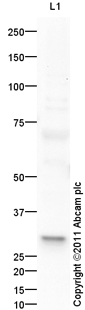 Anti-14-3-3 sigma antibody (ab94490) at 1 µg/ml + Skin (Human) Tissue Lysate - adult normal tissue (ab30166) at 10 µgSecondaryGoat Anti-Rabbit IgG H&L (HRP) preadsorbed (ab97080) at 1/5000 dilutiondeveloped using the ECL techniquePerformed under reducing conditions.