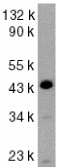 Anti-Caspase-9 antibody (ab2014) at 1/1000 dilution + HeLa whole cell lysate.Observed band size : 46 kDa (why is the actual band size different from the predicted?)