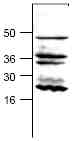 Anti-Caspase-9 antibody (ab25758) + mouse intestine tissue lysate