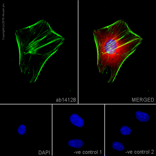 ab14128 staining Actin in HeLa cells. The cells were fixed with 100% methanol (5min), permeabilized with 0.1% Triton X-100 for 5 minutes and then blocked in 1% BSA/10% normal goat serum/0.3M glycine in 0.1%PBS-Tween for 1h. The cells were then incubated with ab14128 at 5μg/ml and ab6046 at 1µg/ml overnight at +4°C, followed by a further incubation at room temperature for 1h with an Goat anti-Mouse Alexa Fluor 488 secondary (ab150117) at 2 μg/ml (shown in green) and Goat anti-Rabbit Alexa Fluor 594 secondary (ab150084) at 2 μg/ml (shown in pseudo color red). Nuclear DNA was labelled in blue with DAPI.Negative controls: 1– Rabbit primary and anti-mouse secondary antibody; 2 – Mouse primary antibody and anti-rabbit secondary antibody. Controls 1 and 2 indicate that there is no unspecific reaction between primary and secondary antibodies used.