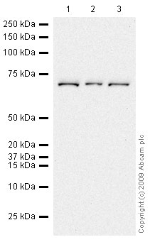 All lanes : Anti-CAT1 antibody (ab37588) at 1 µg/mlLane 1 : Jurkat (Human T cell lymphoblast-like cell line) Whole Cell Lysate Lane 2 : MCF7 (Human breast adenocarcinoma cell line) Whole Cell Lysate Lane 3 : HepG2 (Human hepatocellular liver carcinoma cell line) Whole Cell Lysate Lysates/proteins at 20 µg per lane.SecondaryGoat polyclonal to Rabbit IgG - H&L - Pre-Adsorbed (HRP) at 1/3000 dilutionPerformed under reducing conditions.