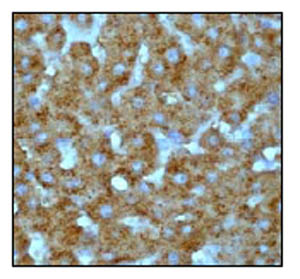 Immunohistochemical staining of paraffin-embedded human liver using ab52477 at a 1/100 dilution.