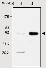 Immunoprecipitation analysis of HeLa cell lysates with ab16771. Lane  1: Input. Lane 2: Precipitates.
