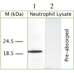 Lane 1 :  Anti-Cathelicidin antibody (ab69192) at 50 µg/mlLane 2 :  Anti-Cathelicidin antibody (ab69192) at 50 µg/ml (pre-absorbed with immunising peptide)Lane 1 : Whole cell lysate prepared from Human neutrophils Lane 2 : Whole cell lysate prepared from Human neutrophils