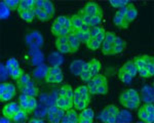 Staining of a cytospin preparation of peripheral blood mononuclear cells isolated from buffycoat. Cells were left to air dry and then fixed with cold acetone (90 seconds) and blocked with PBS containing 1% FCS and 0.1% saponin (blocking buffer) for 20 minutes. Cells were then washed twice in PBS and incubated with ab72012, diluted 50µg/ml: in blocking buffer, for 1 hour at room temperature. Cells were washed twice in PBS followed by incubation for 30 minutes with the FITC-labeled secondary antibody. Finally, cells were washed and nuclear counterstained with DAPI. The antibody selectively recognizes polymorphonuclear cells.