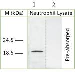 Lane 1 :  Anti-Cathelicidin antibody (ab72012) at 50 µg/mlLane 2 :  Anti-Cathelicidin antibody (ab72012) at 50 µg/ml (pre-absorbed with immunising peptide)Lane 1 : Whole cell lysate prepared from human neutrophilsLane 2 : Whole cell lysate prepared from human neutrophils