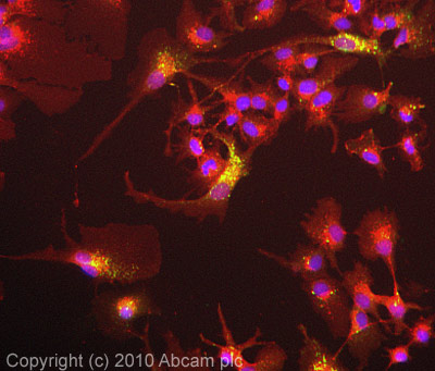 ICC/IF image of ab92955 stained HepG2 cells. The cells were 100% methanol fixed (5 min) and then incubated in 1%BSA / 10% normal goat serum / 0.3M glycine in 0.1% PBS-Tween for 1h to permeabilise the cells and block non-specific protein-protein interactions. The cells were then incubated with the antibody ab92955 at 1µg/ml overnight at +4°C. The secondary antibody (green) was Alexa Fluor® 488 goat anti- rabbit IgG (H+L) used at a 1/1000 dilution for 1h. Alexa Fluor® 594 WGA was used to label plasma membranes (red) at a 1/200 dilution for 1h. DAPI was used to stain the cell nuclei (blue) at a concentration of 1.43µM.