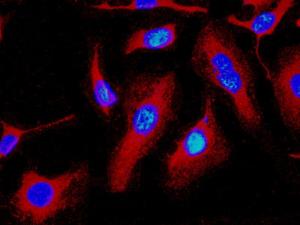 ab125067, at a 1/50 dilution, staining Cathepsin B (red) in HeLa cells by immunofluorescence. DNA is marked in blue.