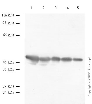 All lanes : Anti-Cathepsin E antibody (ab49799) at 1/1000 dilutionLane 1 : r-Human Cathepsin E at 0.04 µgLane 2 : r-Human Cathepsin E at 0.02 µgLane 3 : r-Human Cathepsin E at 0.01 µgLane 4 : r-Human Cathepsin E at 0.004 µgLane 5 : r-Human Cathepsin E at 0.002 µg