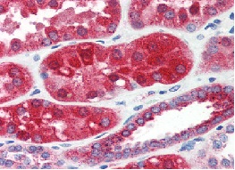 ab115229 at 10 µg/ml, staining Cathepsin H in formalin-fixed, paraffin-embedded Human kidney tissue by Immunohistochemistry followed by biotinylated secondary antibody, alkaline phosphatase-streptavidin and chromogen.