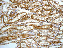 ab128907 at 1/100 dilution, staining Cathepsin H in paraffin-embedded Human kidney tissue by Immunohistochemistry.