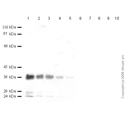All lanes : Anti-Cathepsin L antibody - Catalytic domain (ab49984) at 1/1000 dilutionLane 1 : r-Human Cathepsin L at 0.04 µgLane 2 : r-Human Cathepsin L at 0.02 µgLane 3 : r-Human Cathepsin L at 0.01 µgLane 4 : r-Human Cathepsin L at 0.004 µgLane 5 : r-Human Cathepsin L at 0.002 µgLane 6 : r-Human Cathepsin V Lane 7 : r-Human Cathepsin V Lane 8 : r-Human Cathepsin V Lane 9 : r-Human Cathepsin V Lane 10 : r-Human Cathepsin V