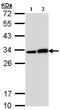 All lanes : Anti-14-3-3 sigma antibody (ab137501) at 1/1000 dilutionLane 1 : H1299 whole cell lysateLane 2 : Hela whole cell lysateLysates/proteins at 30 µg per lane.