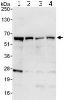 All lanes : Anti-CBF1 interacting corepressor antibody (ab113203) at 0.1 µg/mlLane 1 : HeLa cell Lysate at 50 µgLane 2 : HeLa cell Lysate at 15 µgLane 3 : Jurkat cell Lysate at 50 µgLane 4 : 293T cell Lysate at 50 µg