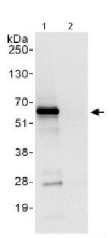 Detection of CBF1 interacting corepressor by Western Blot of Immunprecipitate. ab113203 at 1µg/ml staining CBF1 interacting corepressor in HeLa whole cell lysate immunoprecipitated using ab113203 at 6µg/mg lysate (1 mg/IP; 20% of IP loaded/lane). Detection: Chemiluminescence with exposure time of 3 seconds.