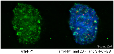 HeLA cells were stained with ab10811 in panel one. In panel two they were stained with ab10811 (green), DAPI (blue) and SH-CREST (red), which stains the centromeres.Fix 30 minutes on ice in 4% formaldehyde in PEM. Quench autofluorescence 2 x 5 minutes with 1 mg/ml Na borohydride or 100 mM ammonium chloride in PEM. Permeablize 30 minutes with 0.5% TX-100 in PEM. Block 30 minutes in 5% milk in TBST. Primary antibody incubated overnight at 4oC diluted 1/100 in 5% milk in TBST. Secondary antibody incubated 1 hour at RT diluted in 5% milk in TBST. Post-fix 20 minutes on ice in 4% formaldehyde in PEM. Quench autofluorescence 2 x 5 minutes with ammonium chloride in PEM. Counterstain with DAPI in TBST. Mount with ProLong Gold antifade reagent from Invitrogen. Notes: Ample washing between each step. TBST = Tris buffered saline + 0.1% Tween. PEM = 80 mM K-PIPES, pH 6.8, 5 mM EGTA, 2 mM MgCl2. 