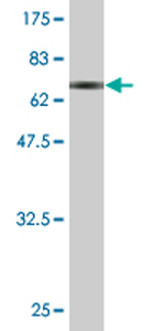Anti-CCBL1 antibody (ab76963) at 5 µg/ml + immunogen at 0.2 µgSecondaryGoat anti-mouse IgG (H&L)-HRP conjugate at 1/5000 dilution