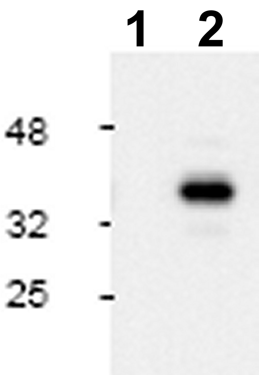 All lanes : Anti-active Caspase 9 antibody (ab2324)Lane 1 : Jurkat cell lysate, untreatedLane 2 : Jurkat cell lysate, treated with etoposide for 6 hoursObserved band size : 37 kDa (why is the actual band size different from the predicted?)