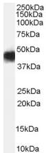 Anti-CCM2 antibody (ab53557) at 0.03 µg/ml + Human Heart lysate (35µg protein in RIPA buffer)