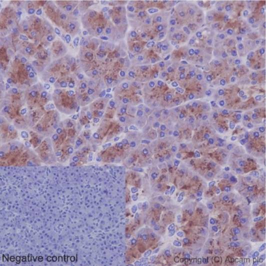 Immunohistochemical analysis of paraffin-embedded Human pancreas tissue labeling CCN3 with ab191425 at 1/100 dilution followed by pre-diluted HRP Polymer for Rabbit IgG secondary antibody and counter-stained with Hematoxylin. Inset: Negative control: using PBS instead of primary antibody.