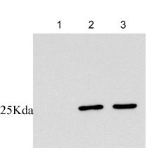 All lanes : Anti-14-3-3 sigma antibody [1.N.6] (ab14123) at 0.5 µg/mlLane 1 : U251 (non malignant glioma cells)Lane 2 : CFBE41o- cells stably transfected with wild-type cystic fibrosis transmembrane conductance regulator (CFTR). Lane 3 : CFBE41o- cells stably transfected with deltaF508 of cystic fibrosis transmembrane conductance regulator (CFTR). Lysates/proteins at 10 µg per lane.SecondaryGoat anti mouse (HRP) at 1/5000 dilutionPerformed under reducing conditions.