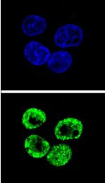 Immunocytochemistry/Immunofluorescence analysis of HepG2 cells labeling CCNI2 (green) with ab170531. An Alexa Fluor® 488-conjugated goat anti-rabbit lgG was used as the secondary antibody. DAPI was used to stain the cell nuclei (blue).