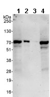 All lanes : Anti-CCNK antibody (ab85854) at 0.1 µg/mlLane 1 : HeLa whole cell lysate at 50 µgLane 2 : HeLa whole cell lysate at 15 µgLane 3 : HeLa whole cell lysate at 5 µgLane 4 : 293T whole cell lysate at 50 µgdeveloped using the ECL technique