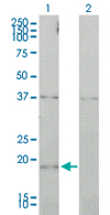 All lanes : Anti-CCNL1 antibody (ab68353) at 1 µg/mlLane 1 : CCNL1 transfected 293T cell lysateLane 2 : Non-transfected 293T cell lysateLysates/proteins at 25 µg per lane.SecondaryGoat Anti-Mouse IgG (H&L)-HRP Conjugate at 1/2500 dilution