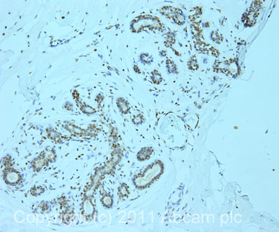 IHC image of ab47682 staining in human normal breast formalin fixed paraffin embedded tissue section, performed on a Leica BondTM system using the standard protocol F. The section was pre-treated using heat mediated antigen retrieval with sodium citrate buffer (pH6, epitope retrieval solution 1) for 20 mins. The section was then incubated with ab47682, 5µg/ml, for 15 mins at room temperature and detected using an HRP conjugated compact polymer system. DAB was used as the chromogen. The section was then counterstained with haematoxylin and mounted with DPX.For other IHC staining systems (automated and non-automated) customers should optimize variable parameters such as antigen retrieval conditions, primary antibody concentration and antibody incubation times.