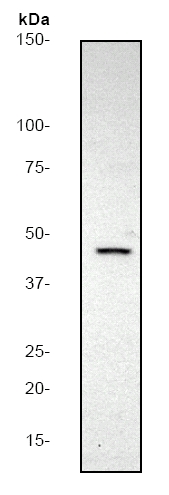 Anti-CCR8 antibody [E76] (ab32131) at 1/500 dilution + Jurkat cell lysate