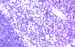 Immonuhistochemistry on mouse spleen, at 1/250 dilution.