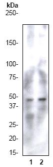 All lanes : Anti-CCR9 antibody [E99] (ab32556) at 1/500 dilutionLane 1 : K562 cell lysateLane 2 : Daudi cell lysate