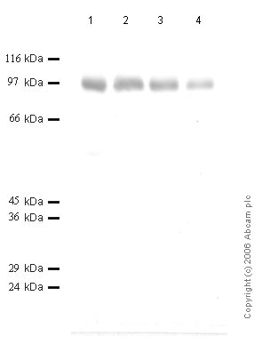 All lanes : Anti-CD10 antibody (ab59443) at 1/1000 dilutionLane 1 : Rat Kidney Tissue Lysate (1:2) at 20 µlLane 2 : Rat Kidney Tissue Lysate (1:2) at 15 µlLane 3 : Rat Kidney Tissue Lysate (1:2) at 10 µlLane 4 : Rat Kidney Tissue Lysate (1:2) at 5 µl