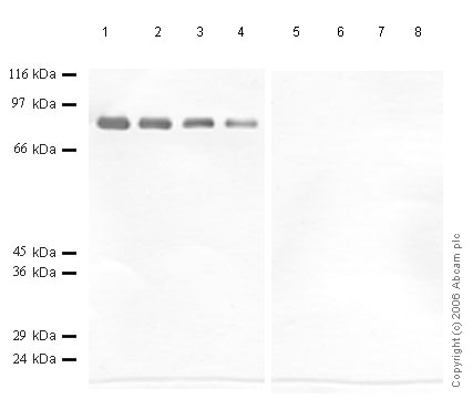 All lanes : Anti-CD10 antibody (ab59444) at 1/1000 dilutionLane 1 : Recombinant Human Neprilysin-1 at 0.04 µgLane 2 : Recombinant Human Neprilysin-1 at 0.02 µgLane 3 : Recombinant Human Neprilysin-1 at 0.01 µgLane 4 : Recombinant Human Neprilysin-1 at 0.005 µgLane 5 : Recombinant Human Neprilysin-2 at 0.04 µgLane 6 : Recombinant Human Neprilysin-2 at 0.02 µgLane 7 : Recombinant Human Neprilysin-2 at 0.01 µgLane 8 : Recombinant Human Neprilysin-2 at 0.005 µg
