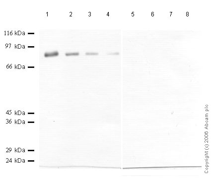 All lanes : Anti-CD10 antibody (ab59445) at 1/1000 dilutionLane 1 : Recombinant Human Neprilysin-1 at 0.04 µgLane 2 : Recombinant Human Neprilysin-1 at 0.02 µgLane 3 : Recombinant Human Neprilysin-1 at 0.01 µgLane 4 : Recombinant Human Neprilysin-1 at 0.005 µgLane 5 : Recombinant Human Neprilysin-2 at 0.04 µgLane 6 : Recombinant Human Neprilysin-2 at 0.02 µgLane 7 : Recombinant Human Neprilysin-2 at 0.01 µgLane 8 : Recombinant Human Neprilysin-2 at 0.005 µg