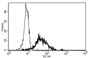A typical staining pattern with ab46881 monoclonal antibody of monocytes.