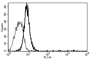 A typical staining pattern with ab27399 monoclonal antibody of Eahy 926 cell line.