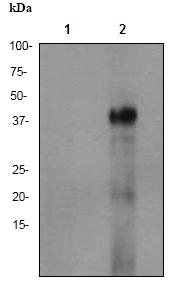 All lanes : Anti-CD134 / OX40 antibody [EPR17Y] (ab76000) at 1/500 dilutionLane 1 : PMBC cell lysates, untreatedLane 2 : PMBC cell lysates, treated with TPALysates/proteins at 10 µg per lane.SecondaryHRP labelled goat anti-rabbit at 1/2000 dilution