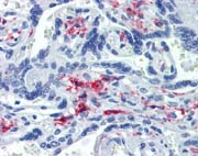 Formalin-Fixed, Paraffin-Embedded Human Placenta tissue stained using ab111250 at a concentration of 20 µg/ml.